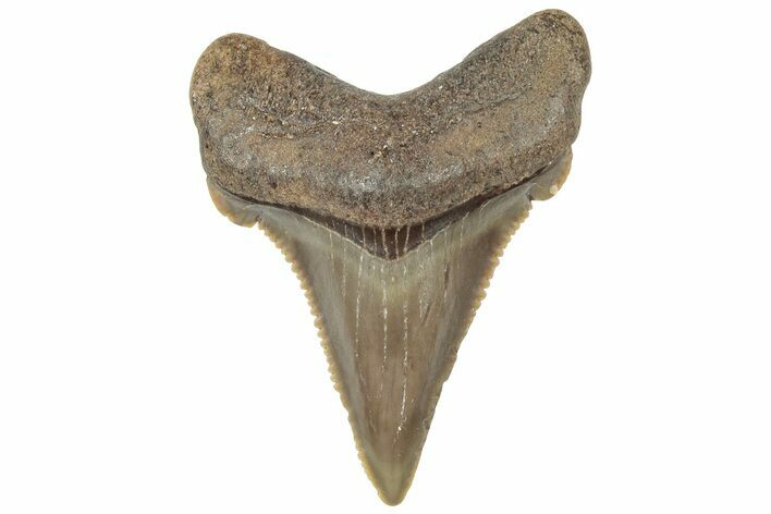 Serrated Angustidens Tooth - Megalodon Ancestor #308043